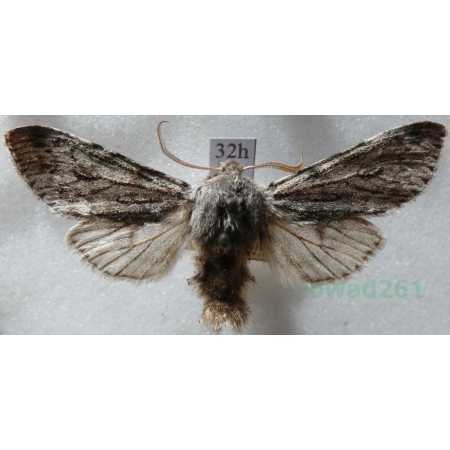 Brachionycha nubeculosa (Esper, 1785) Lazdona brzezinówka Czech32h